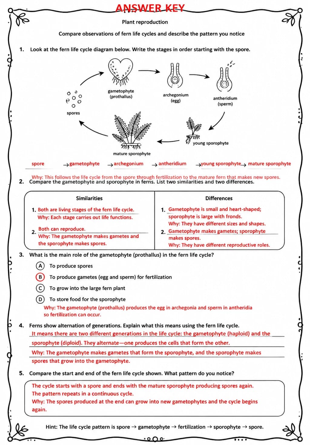 Answer key for Compare observations of fern life cycles and describe the pattern you notice — free printable Science worksheet