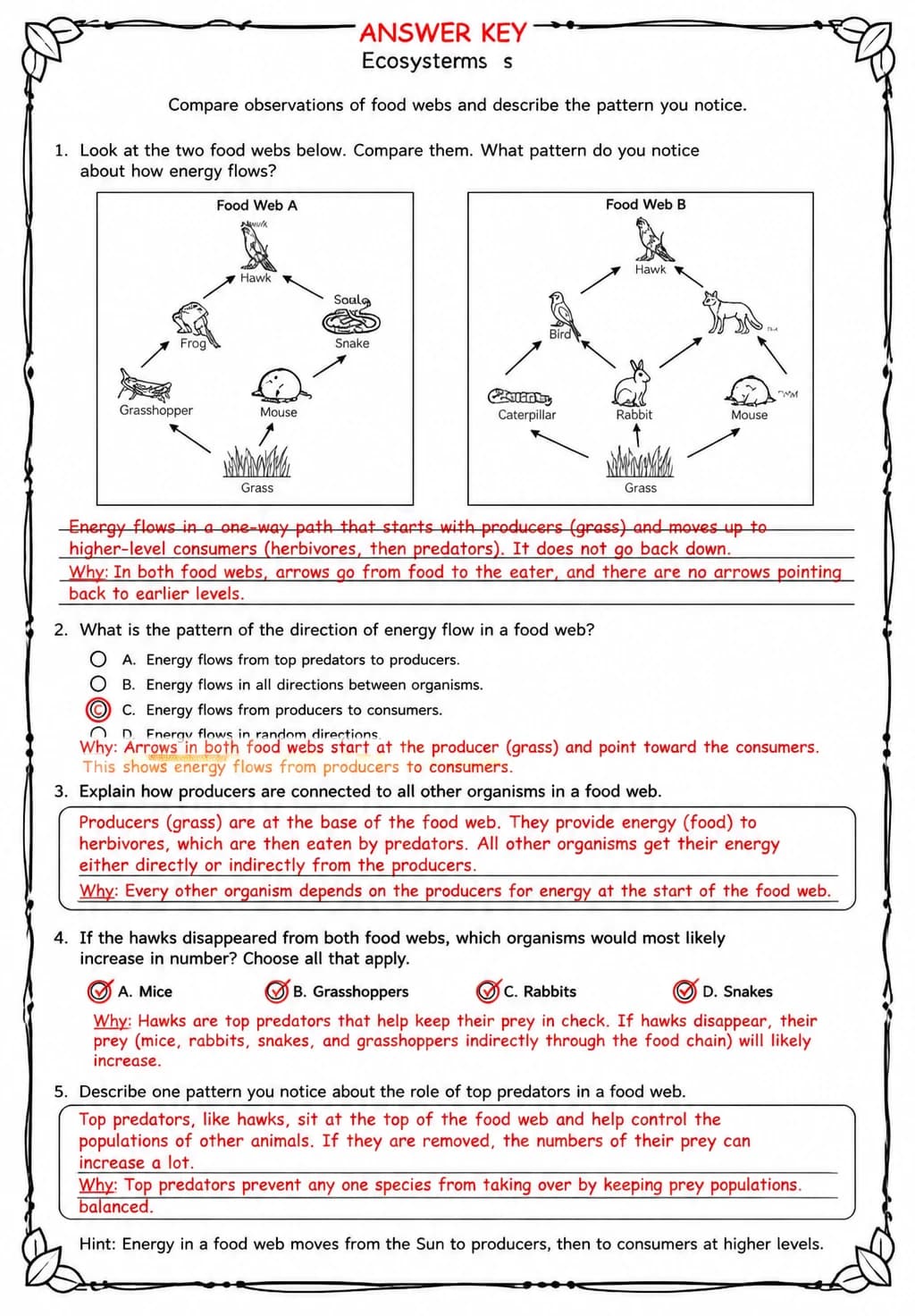 Answer key for Compare observations of food webs and describe the pattern you notice — free printable Science worksheet
