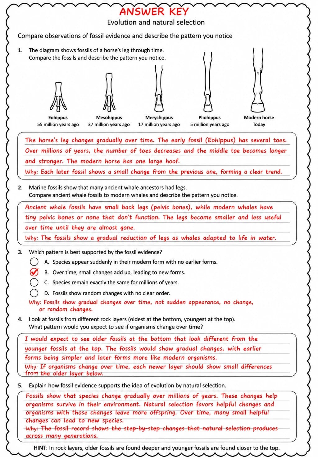 Answer key for Compare observations of fossil evidence and describe the pattern you notice — free printable Science worksheet