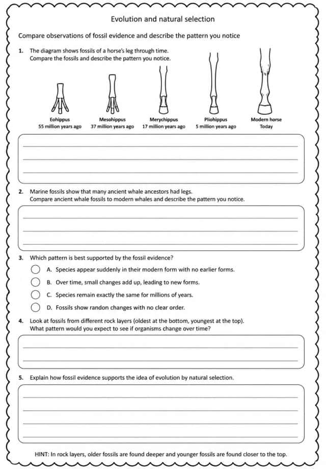 Compare observations of fossil evidence and describe the pattern you notice