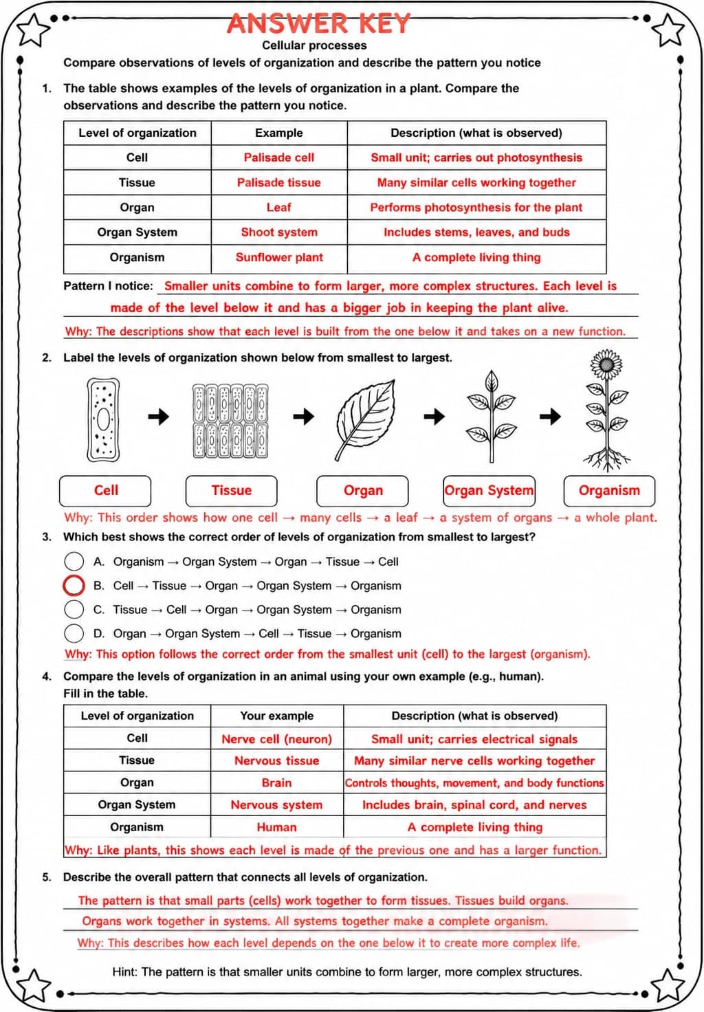 Answer key for Compare observations of levels of organization and describe the pattern you notice — free printable Science worksheet