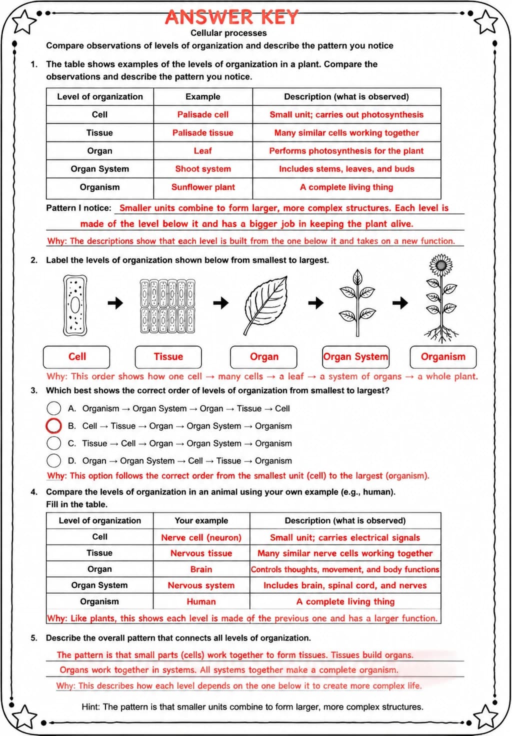 Answer key for Compare observations of levels of organization and describe the pattern you notice — free printable Science worksheet