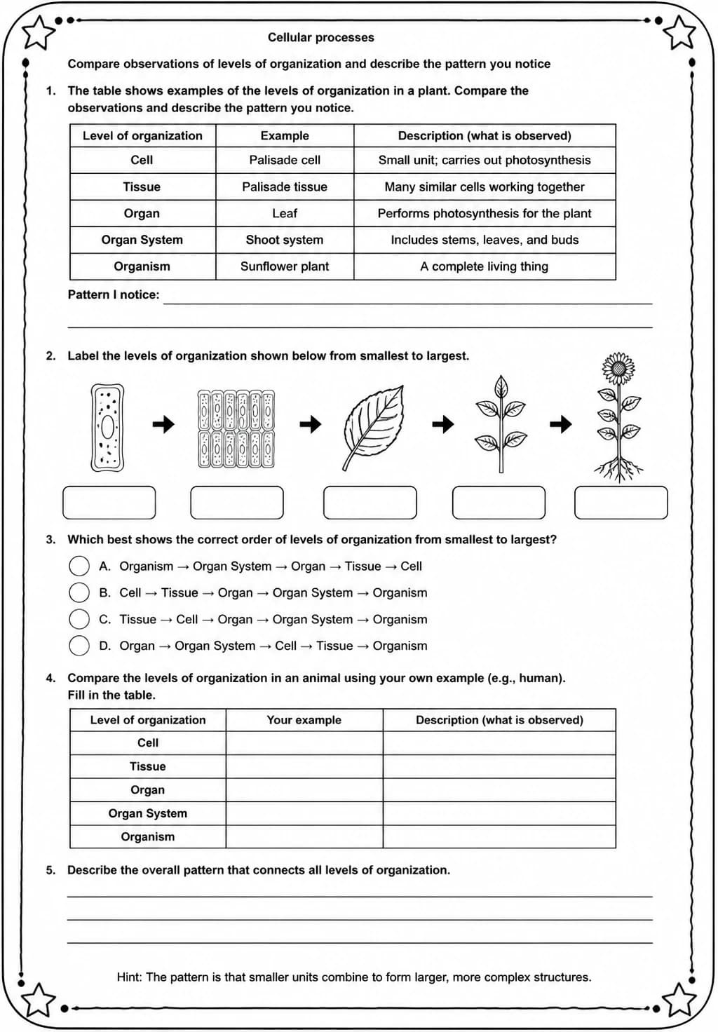 Compare observations of levels of organization and describe the pattern you notice — free printable Middle School Science worksheet