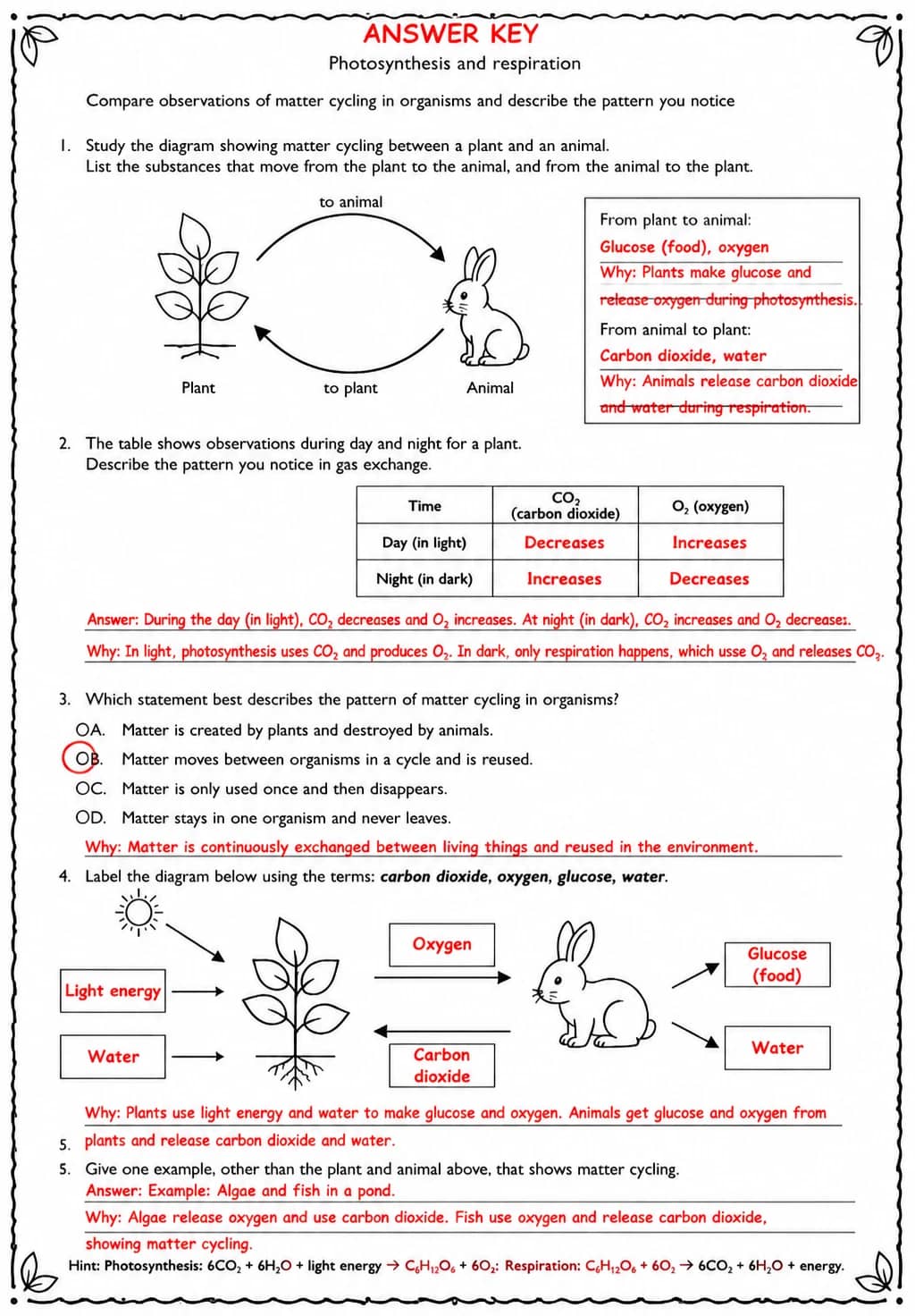 Answer key for Compare observations of matter cycling in organisms and describe the pattern you notice — free printable Science worksheet
