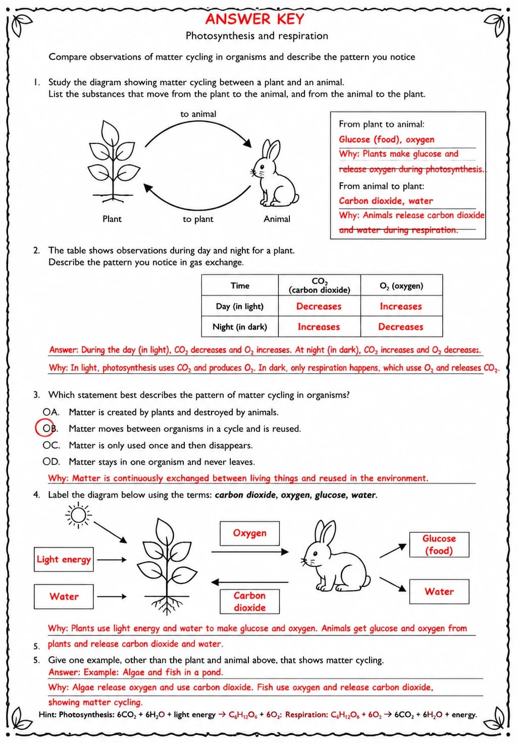 Answer key for Compare observations of matter cycling in organisms and describe the pattern you notice — free printable Science worksheet