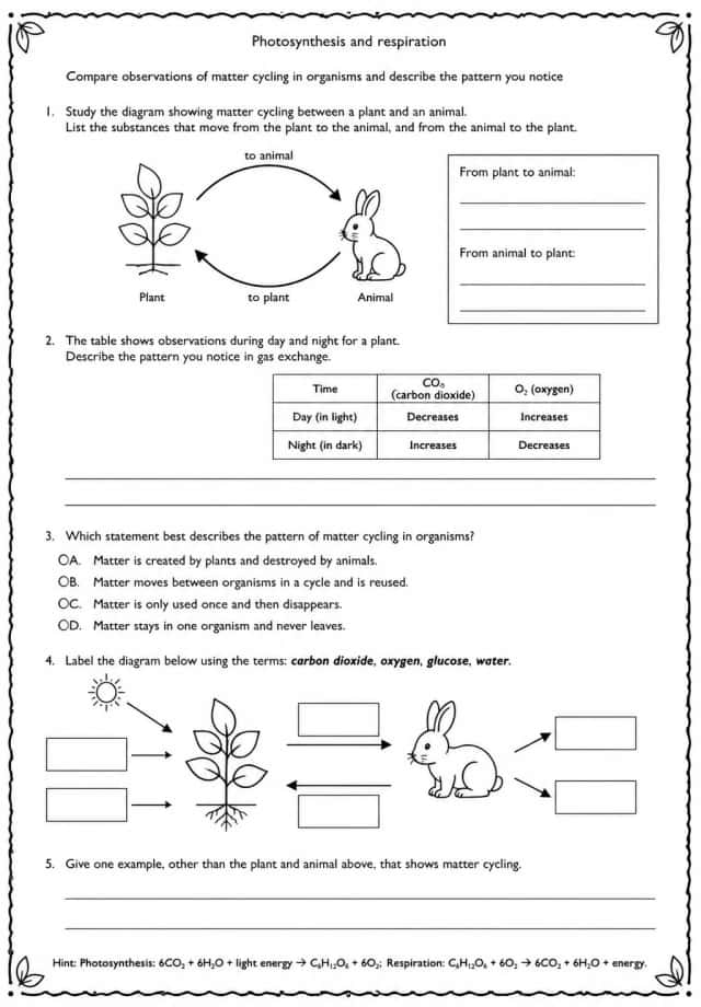 Compare observations of matter cycling in organisms and describe the pattern you notice
