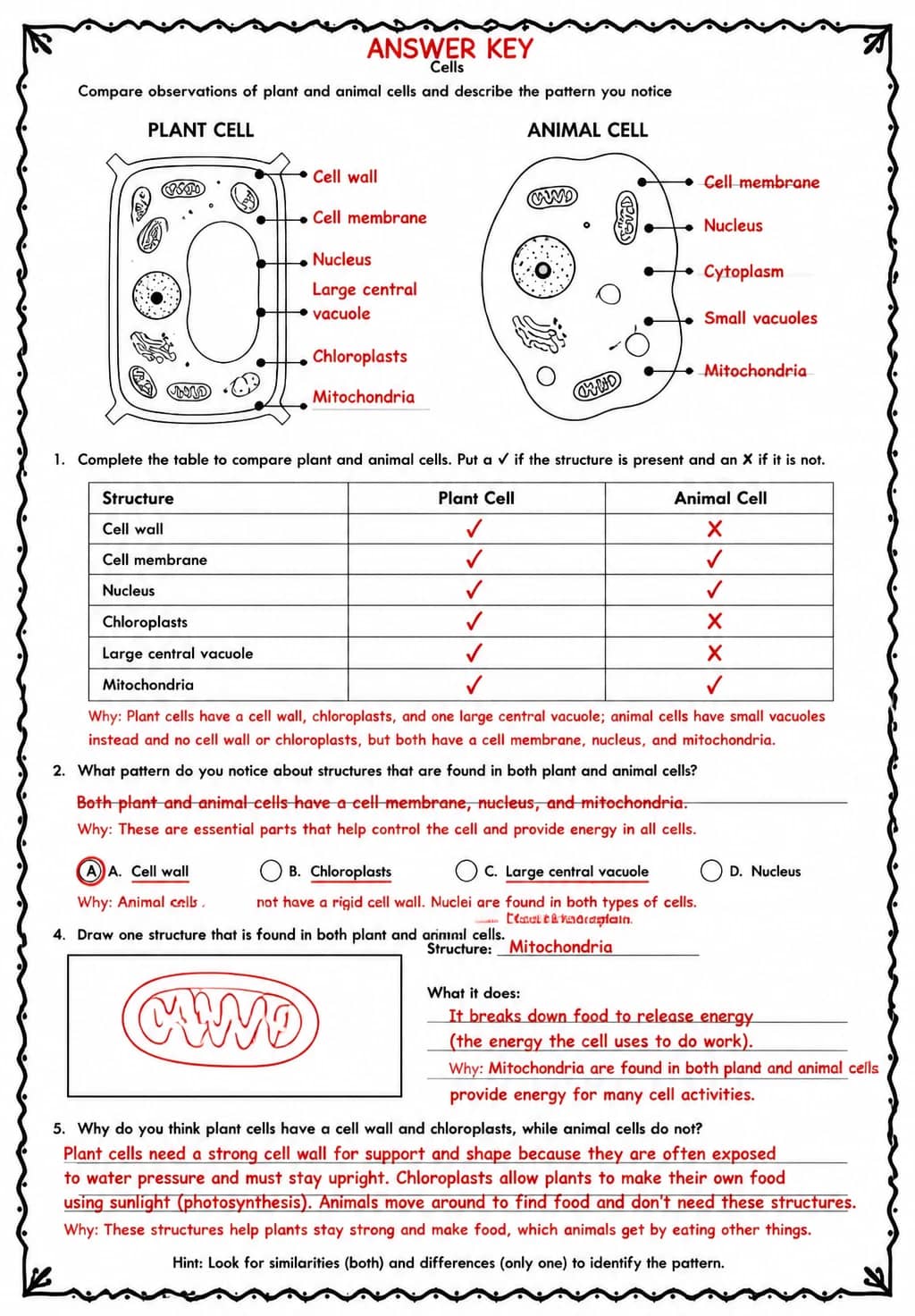 Answer key for Compare observations of plant and animal cells and describe the pattern you notice — free printable Science worksheet