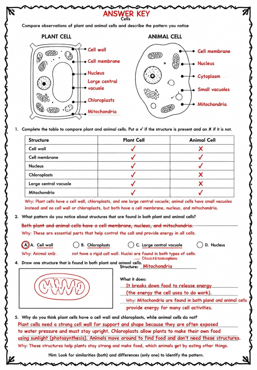 Answer key for Compare observations of plant and animal cells and describe the pattern you notice — free printable Science worksheet