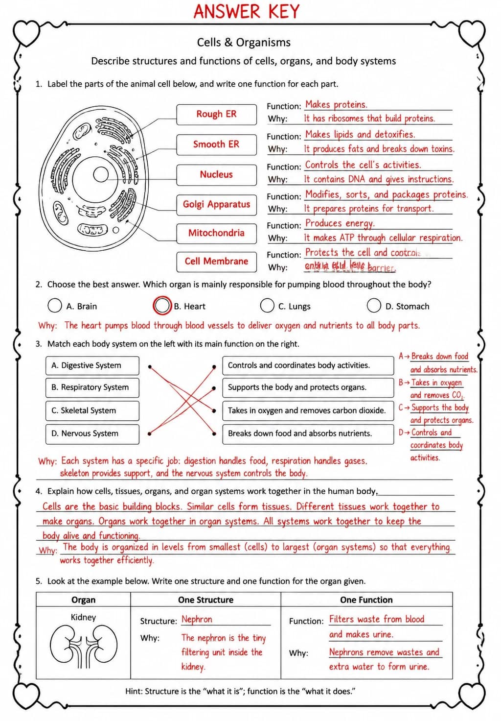 Answer key for Describe structures and functions of cells, organs, and body systems — free printable Science worksheet