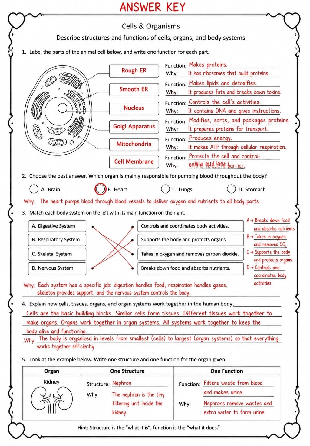 Answer key for Describe structures and functions of cells, organs, and body systems — free printable Science worksheet