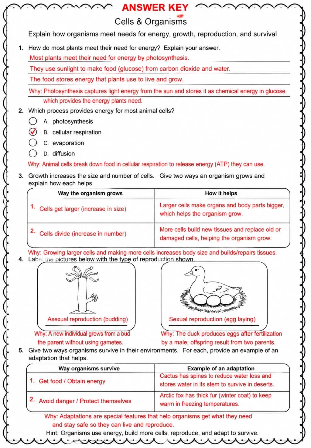 Answer key for Explain how organisms meet needs for energy, growth, reproduction, and survival — free printable Science worksheet