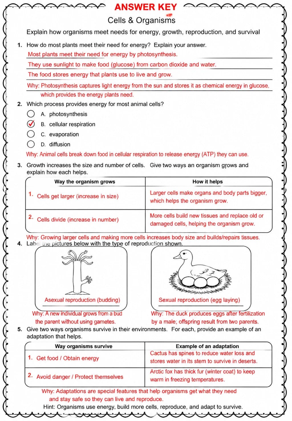Answer key for Explain how organisms meet needs for energy, growth, reproduction, and survival — free printable Science worksheet