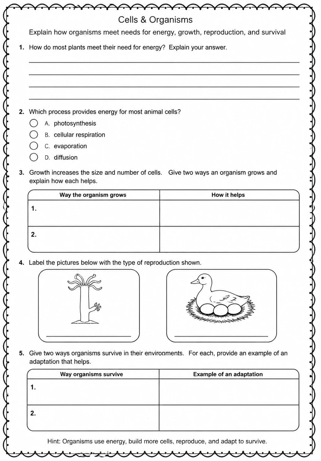 Explain how organisms meet needs for energy, growth, reproduction, and survival — free printable High School Science worksheet