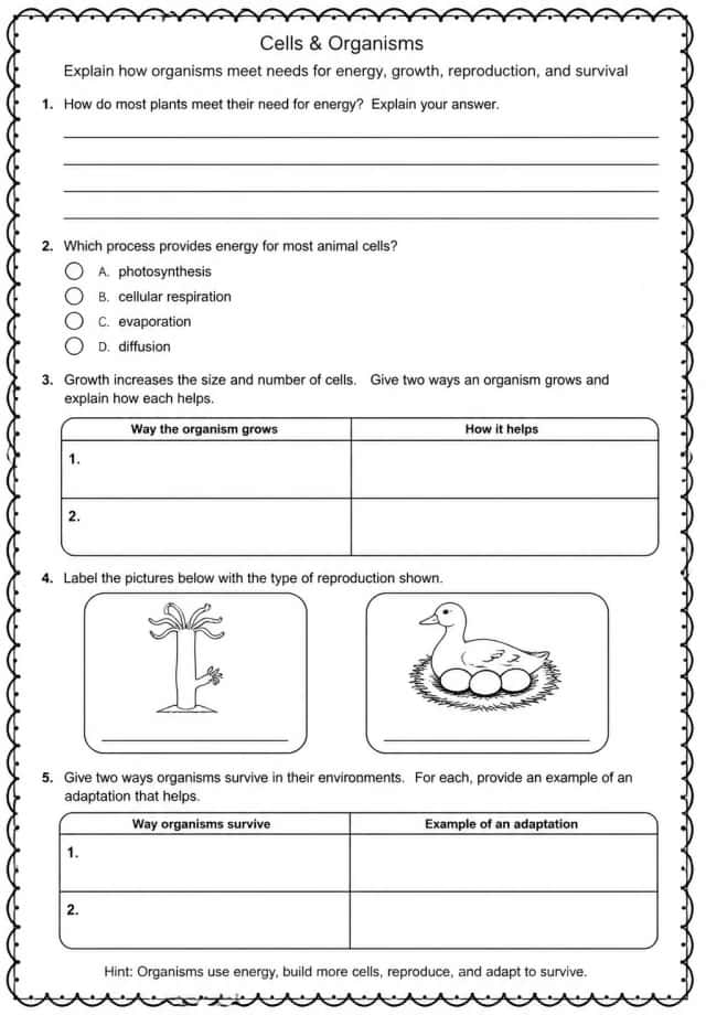 Explain how organisms meet needs for energy, growth, reproduction, and survival