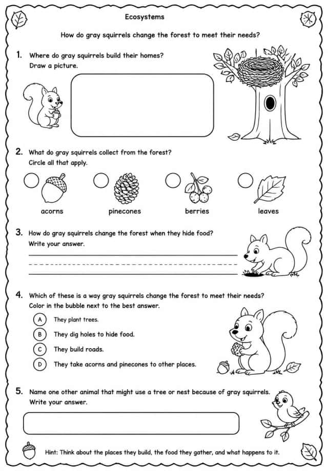 How do gray squirrels change the forest to meet their needs?