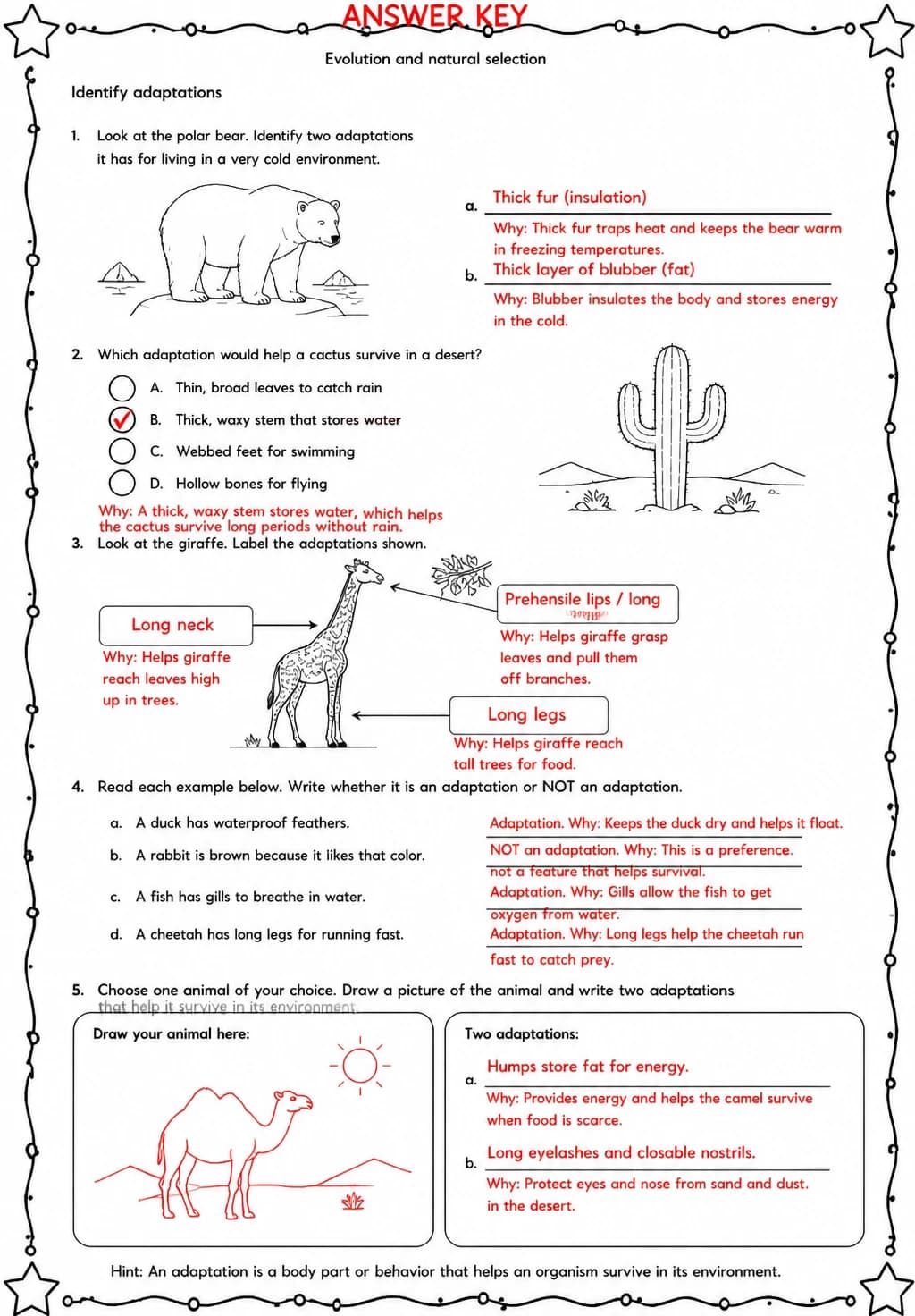 Answer key for Identify adaptations — free printable Science worksheet