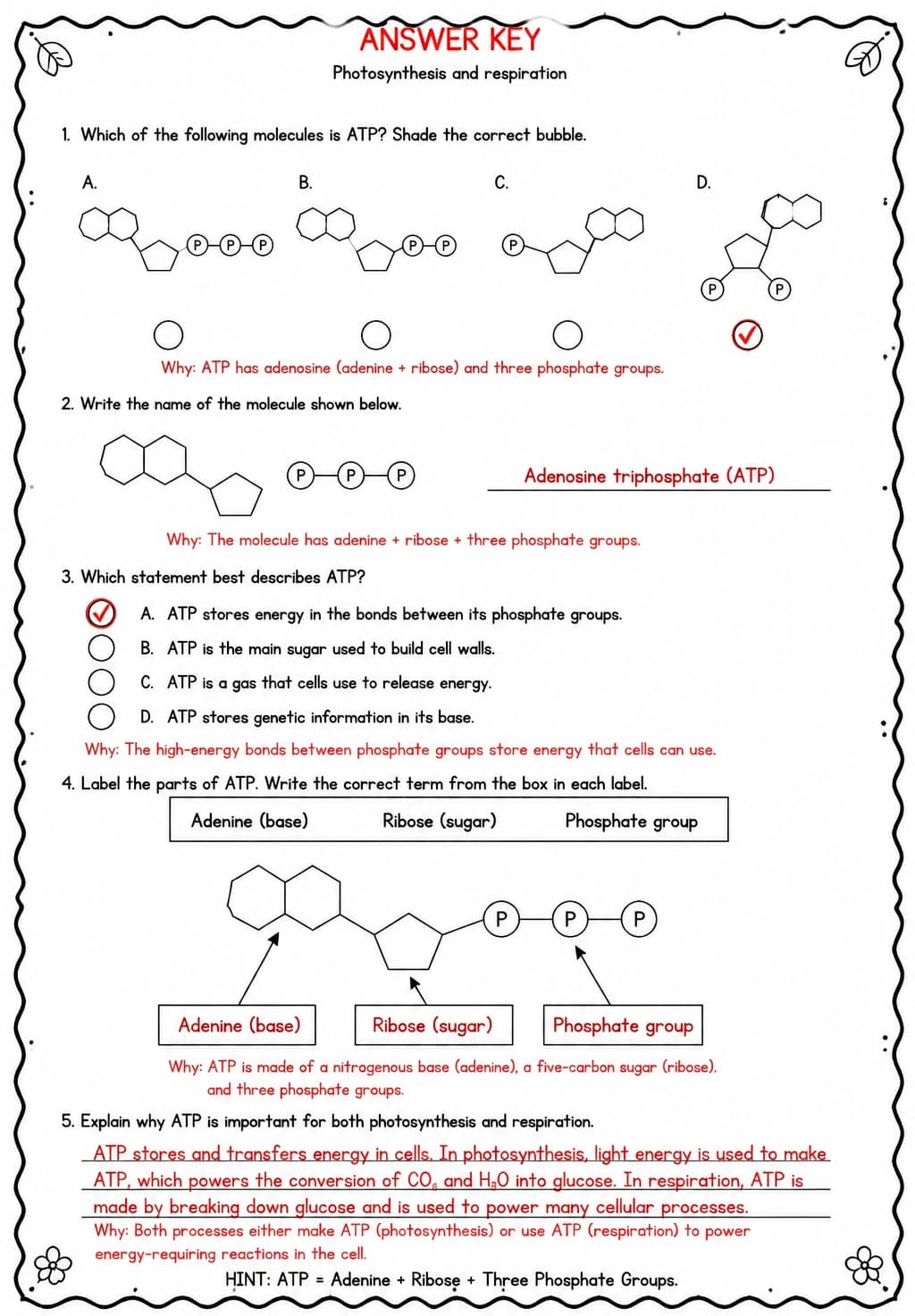 Answer key for Identify ATP — free printable Science worksheet