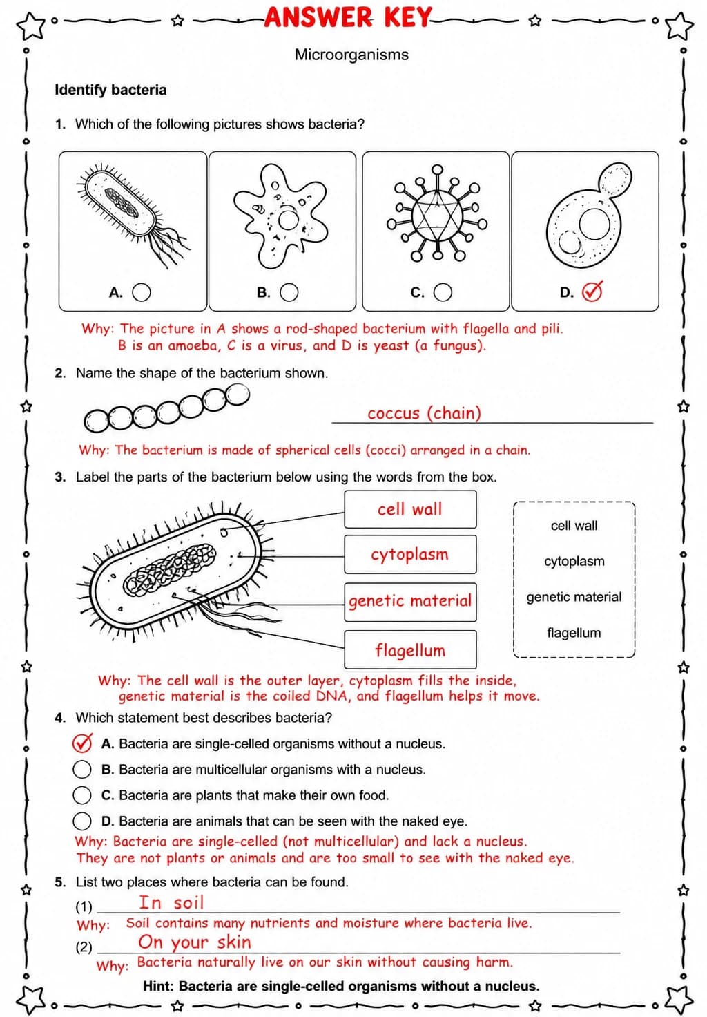 Answer key for Identify bacteria — free printable Science worksheet