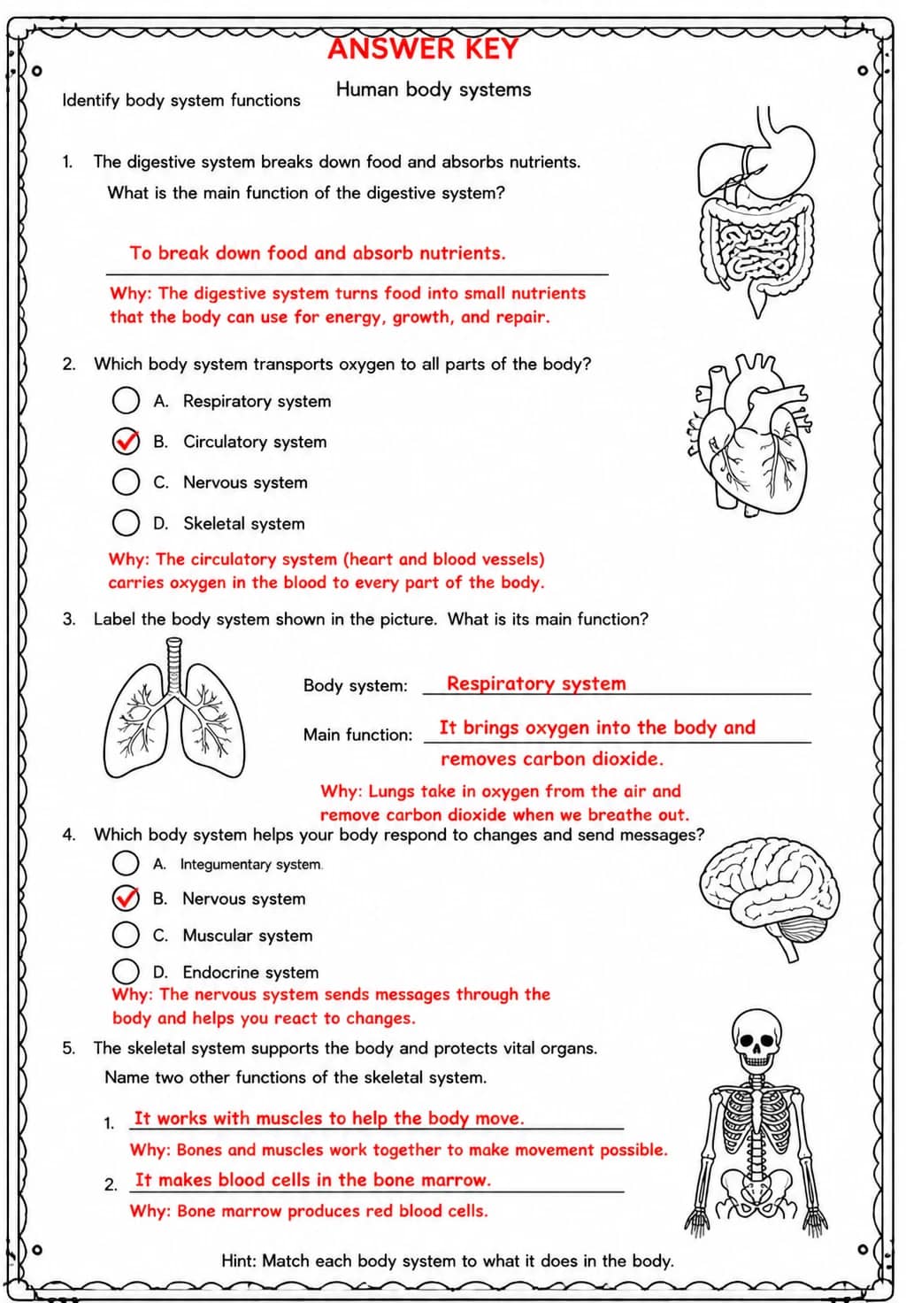 Answer key for Identify body system functions — free printable Science worksheet