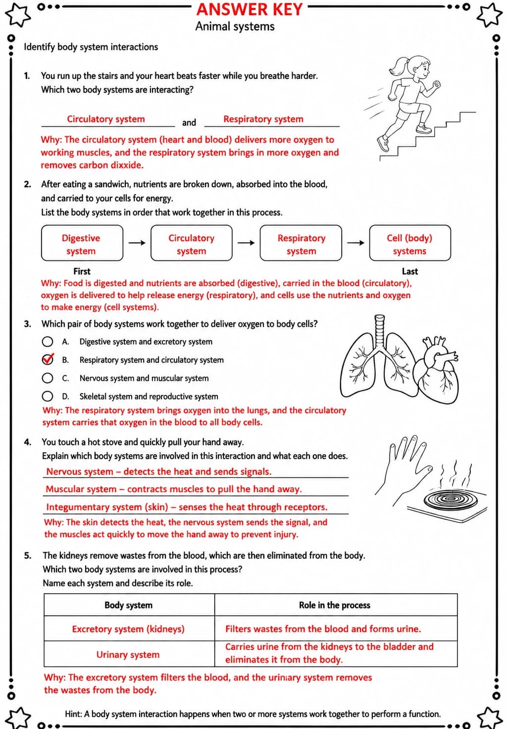 Answer key for Identify body system interactions — free printable Science worksheet