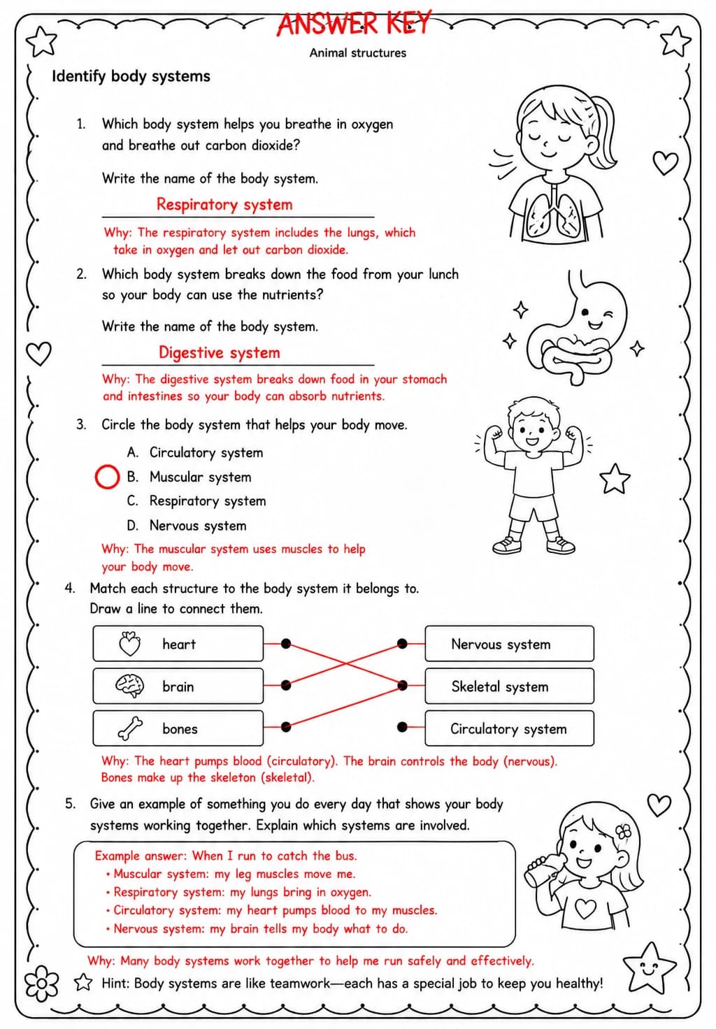 Answer key for Identify body systems — free printable Science worksheet