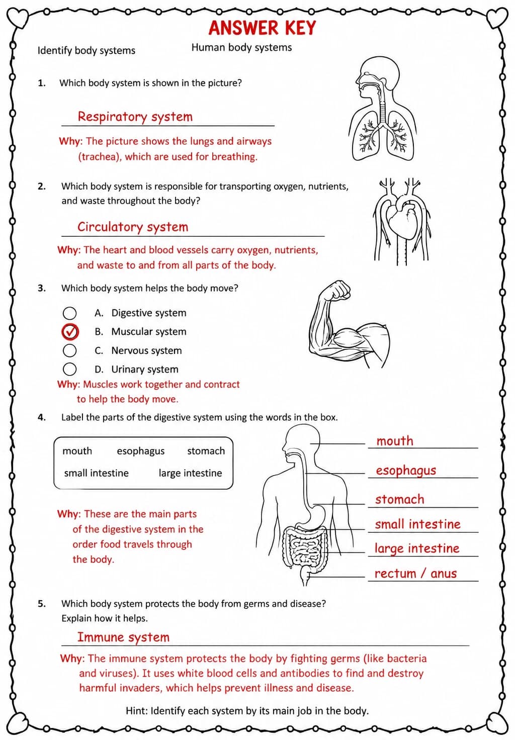 Answer key for Identify body systems — free printable Science worksheet