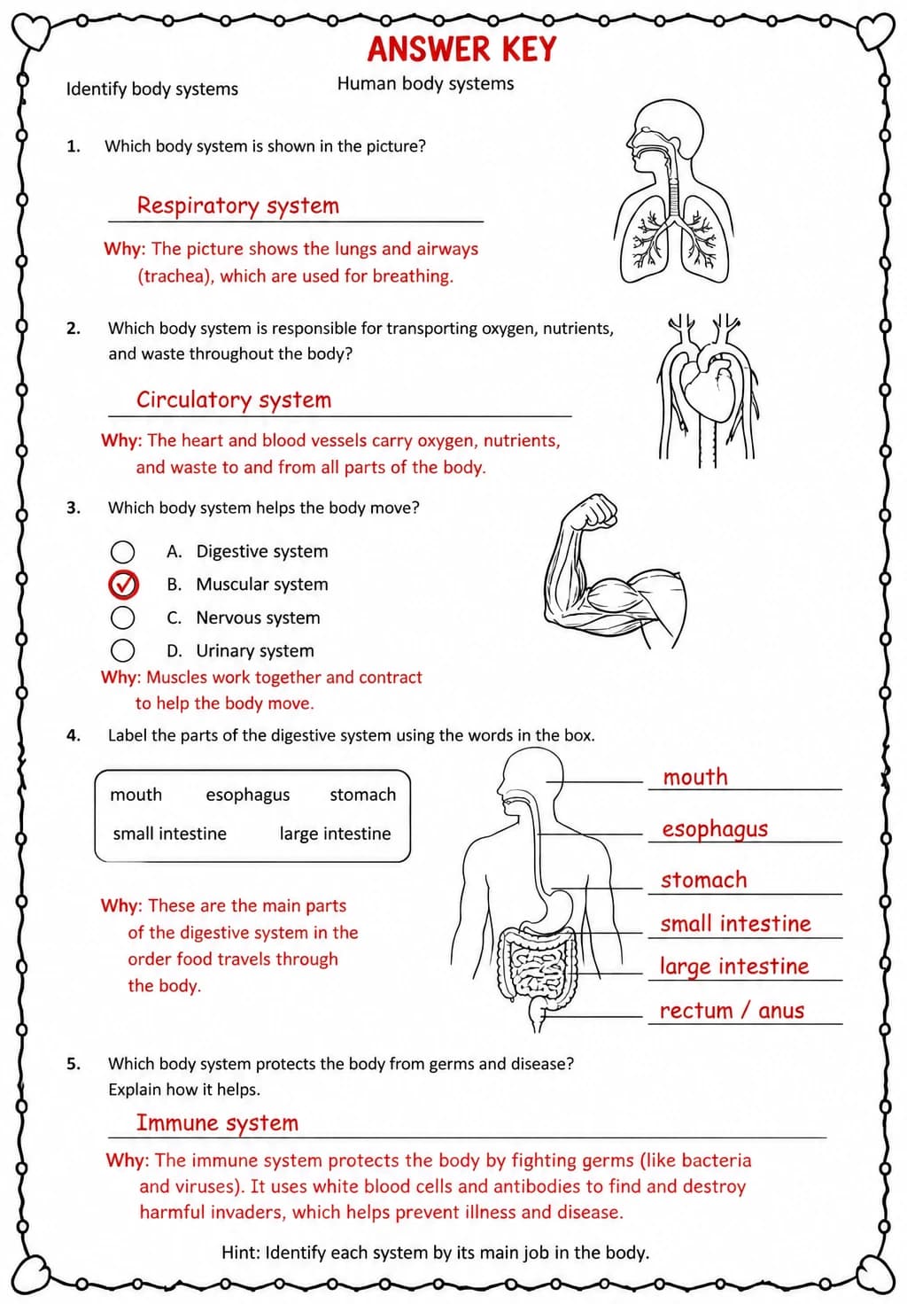 Answer key for Identify body systems — free printable Science worksheet