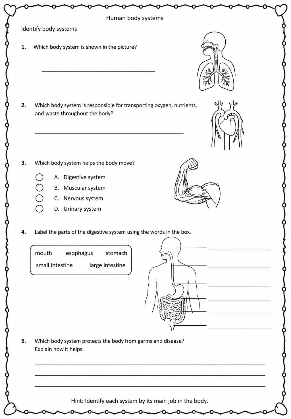 Identify body systems — free printable Middle School Science worksheet