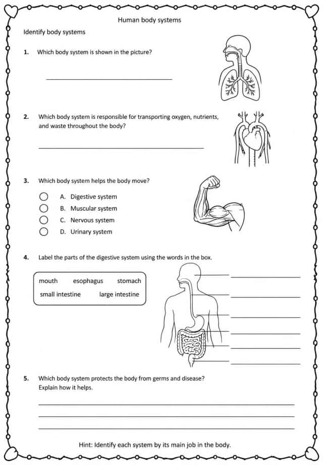 Identify body systems