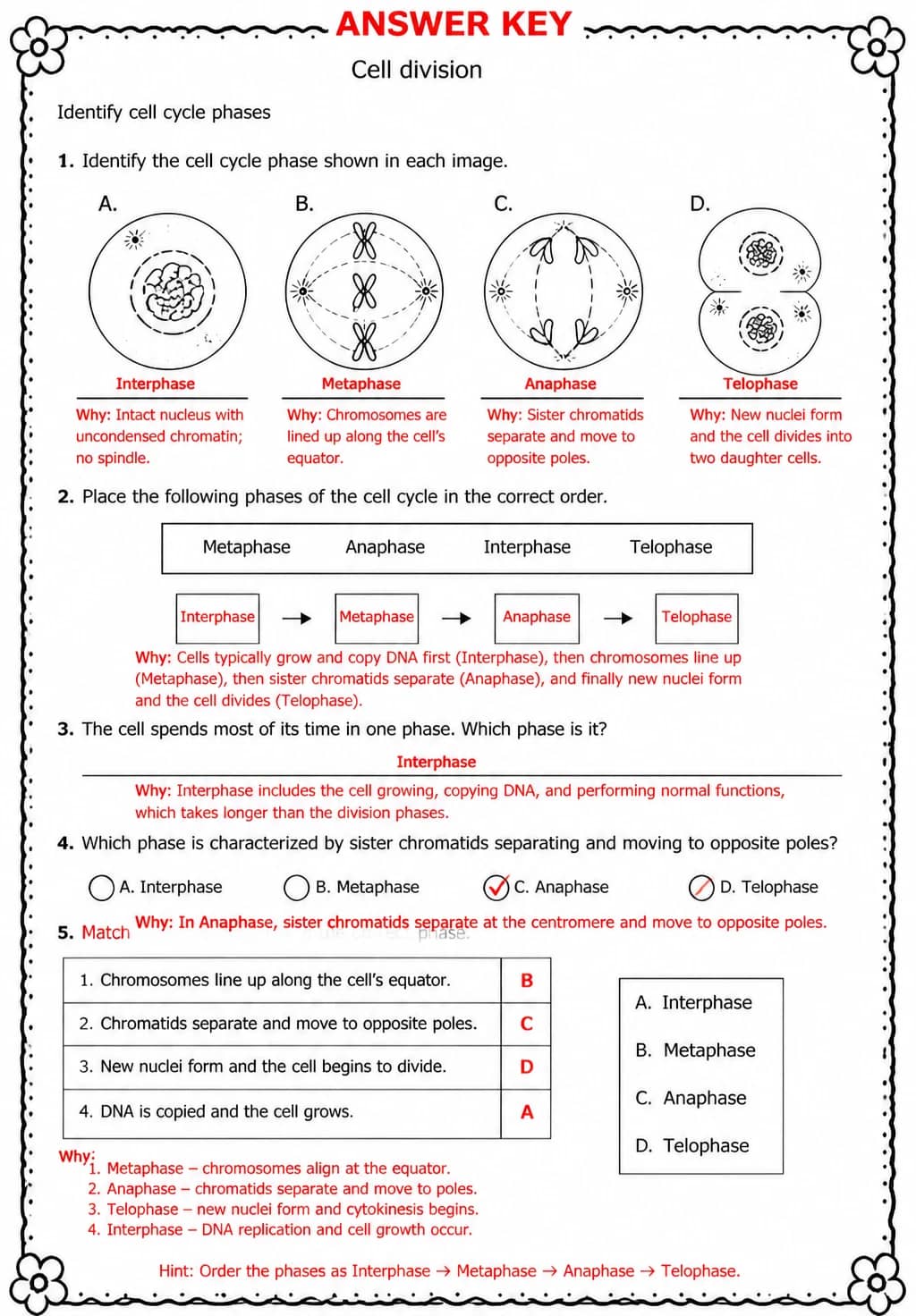 Answer key for Identify cell cycle phases — free printable Science worksheet