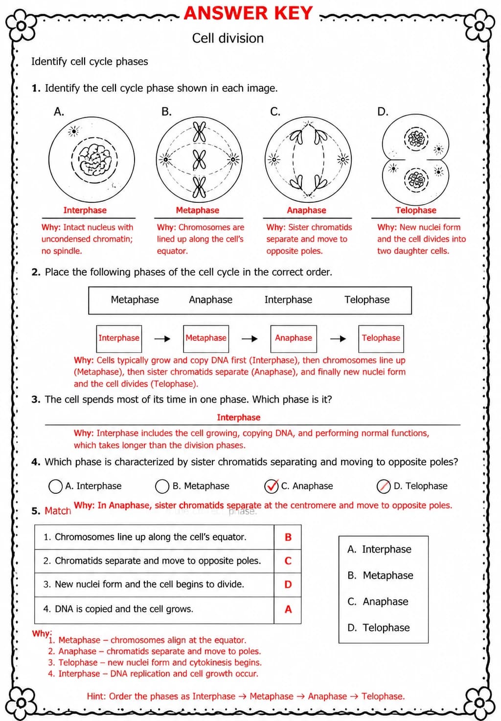 Answer key for Identify cell cycle phases — free printable Science worksheet