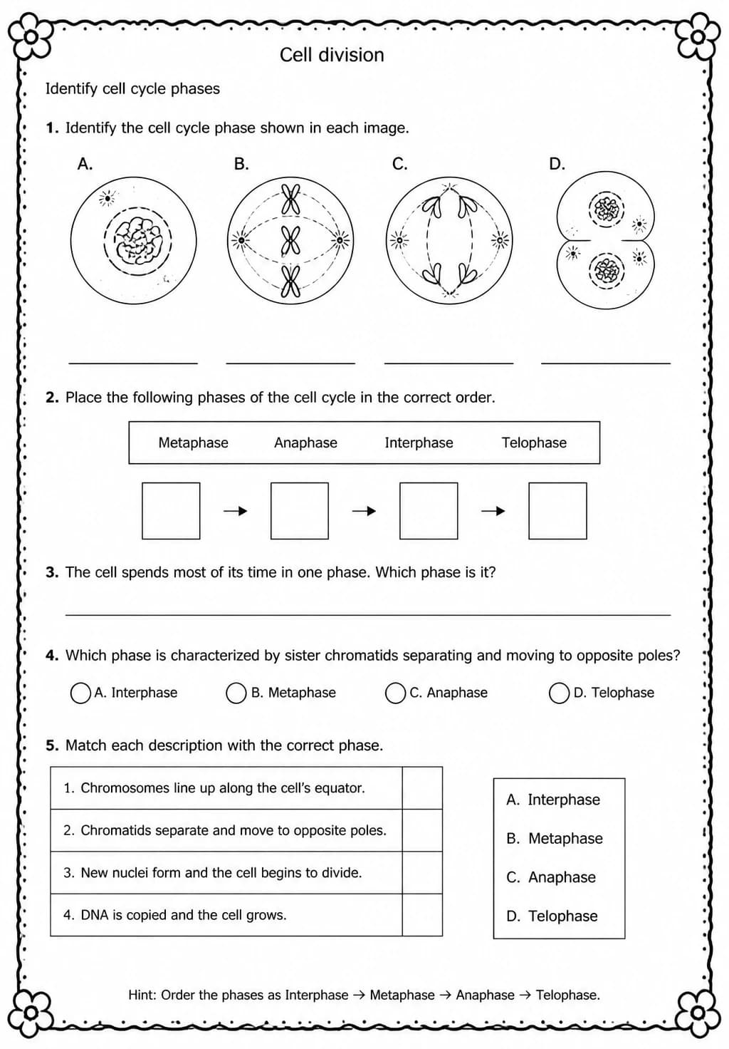Identify cell cycle phases — free printable High School Science worksheet