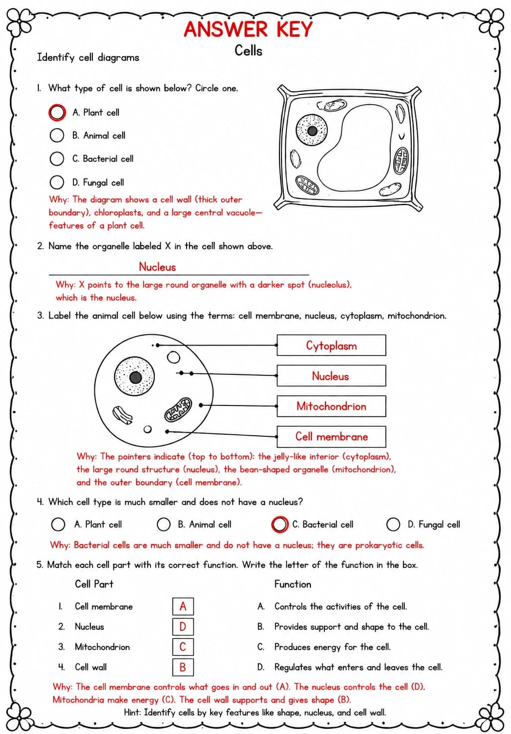Answer key for Identify cell diagrams — free printable Science worksheet