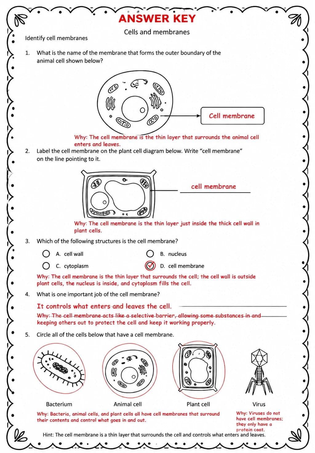 Answer key for Identify cell membranes — free printable Science worksheet
