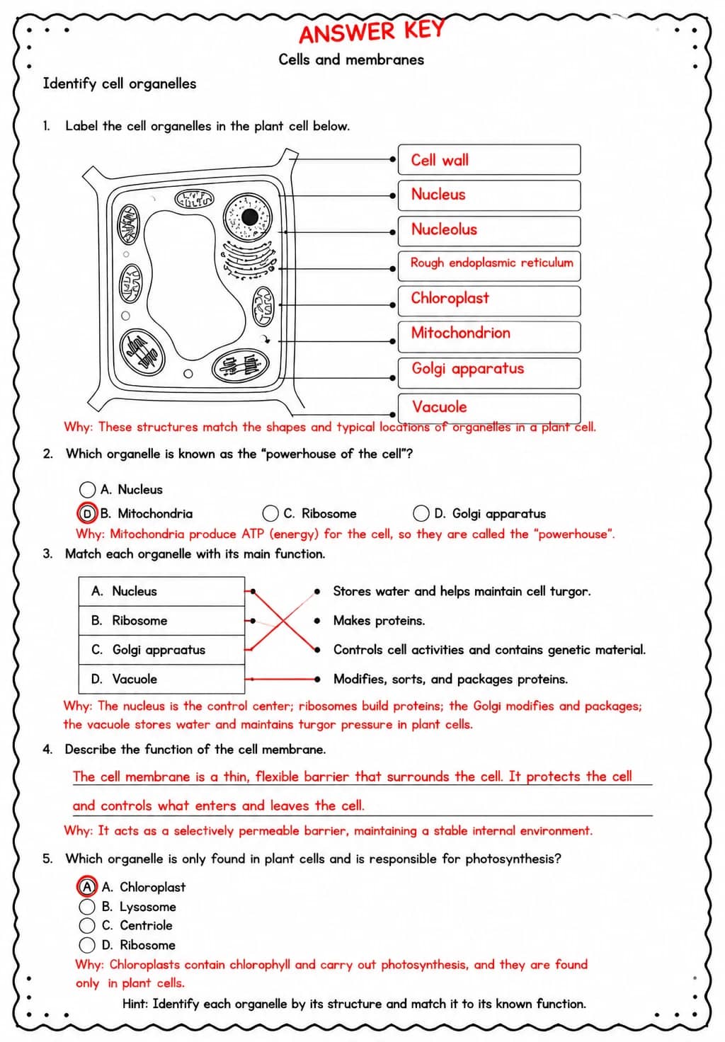 Answer key for Identify cell organelles — free printable Science worksheet