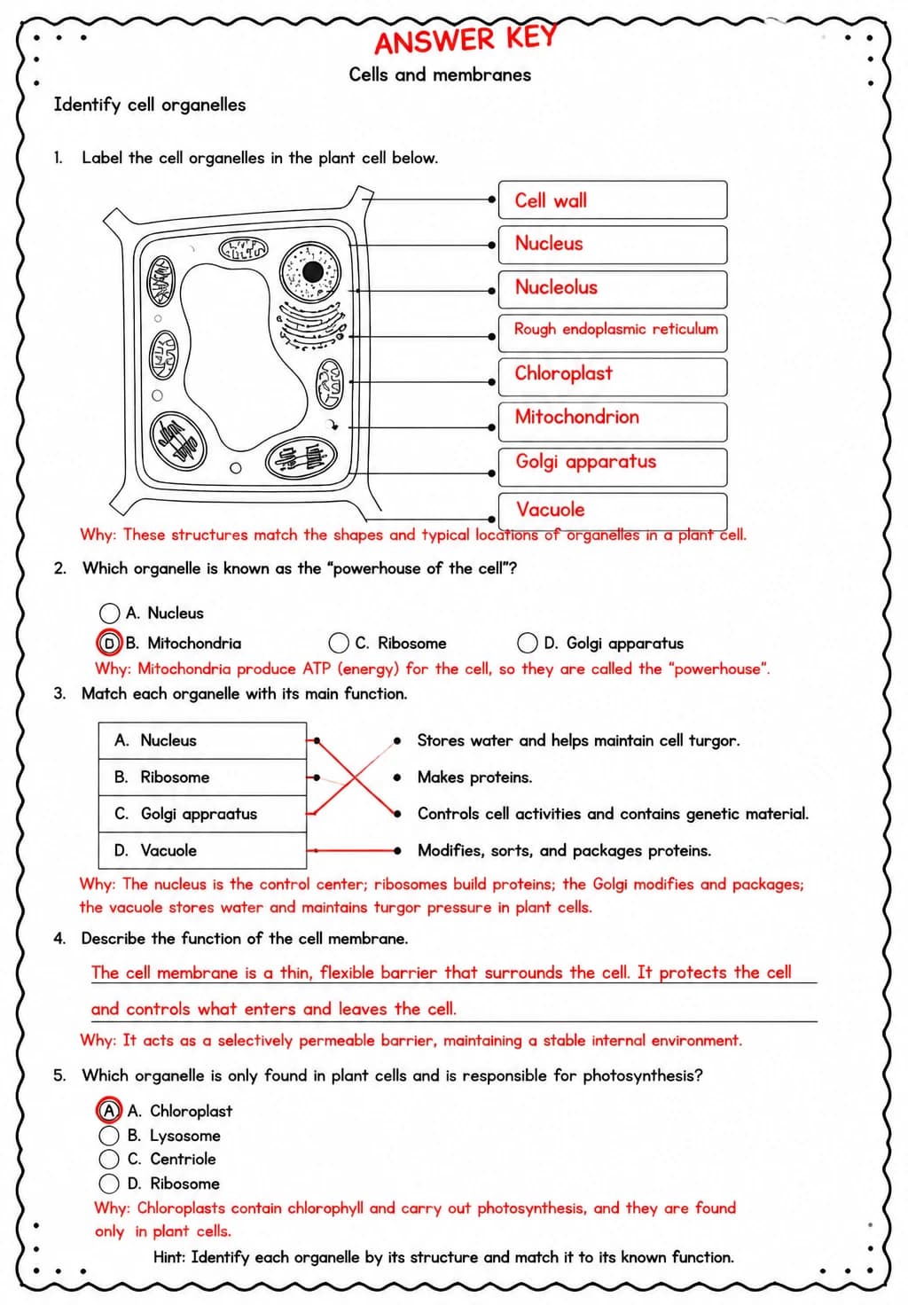 Answer key for Identify cell organelles — free printable Science worksheet