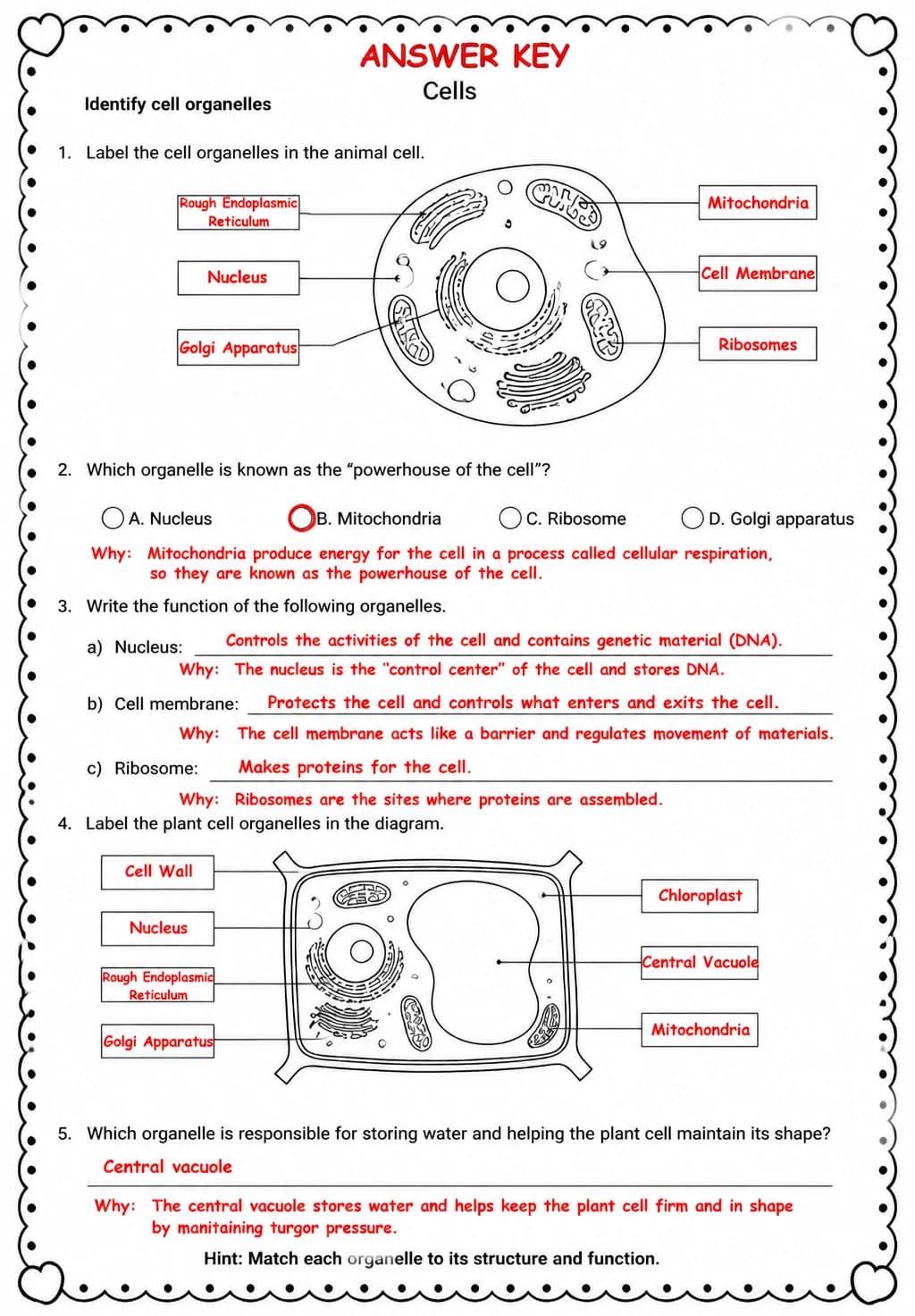 Answer key for Identify cell organelles — free printable Science worksheet
