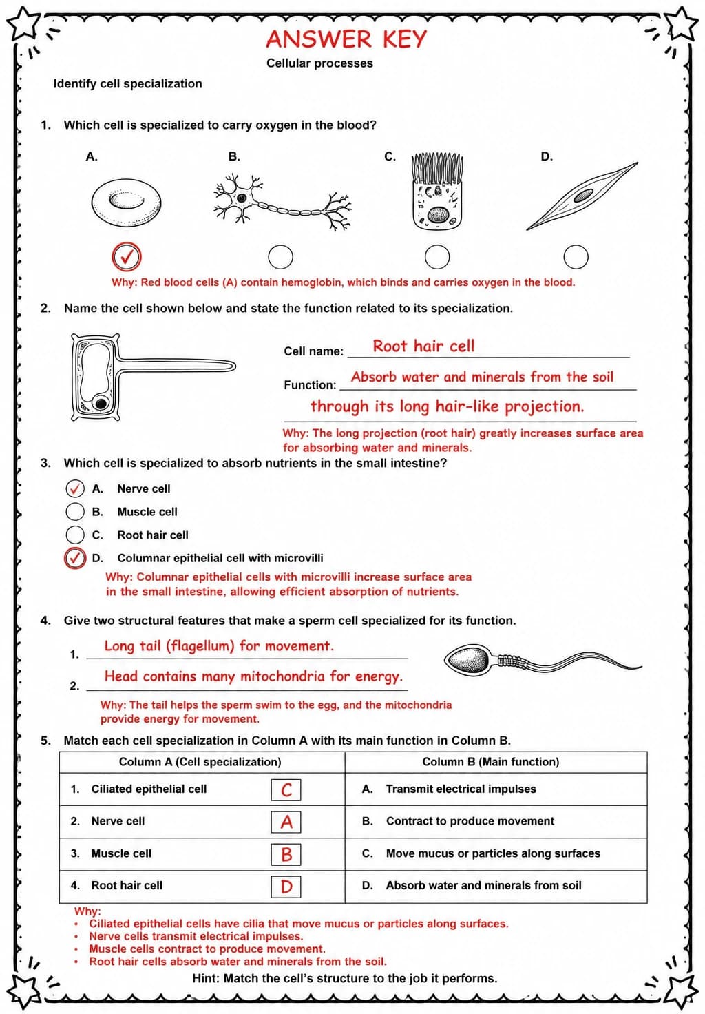Answer key for Identify cell specialization — free printable Science worksheet