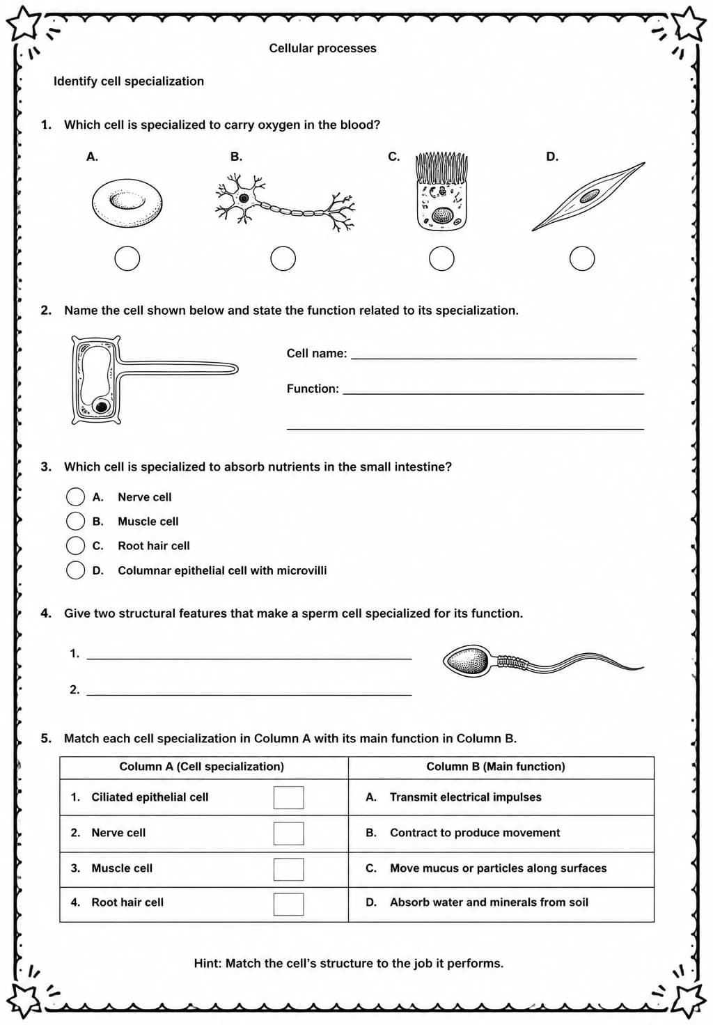 Identify cell specialization — free printable Middle School Science worksheet