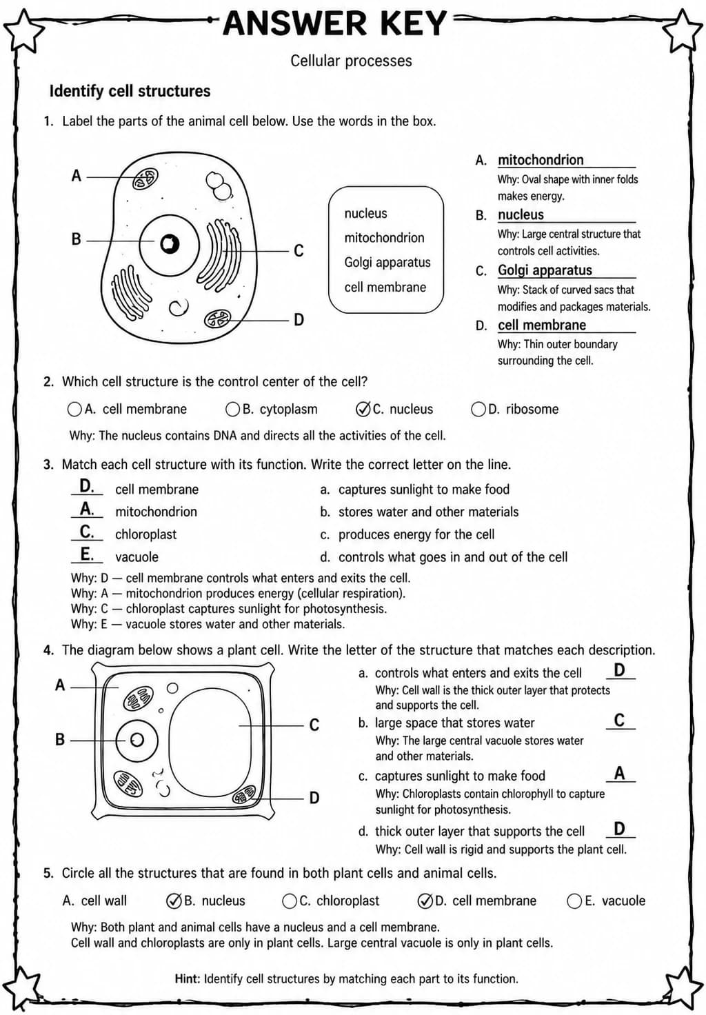 Answer key for Identify cell structures — free printable Science worksheet