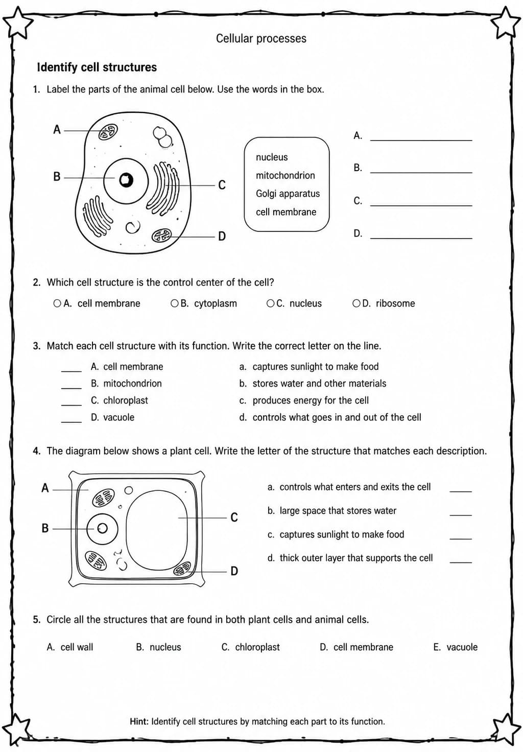 Identify cell structures — free printable Middle School Science worksheet