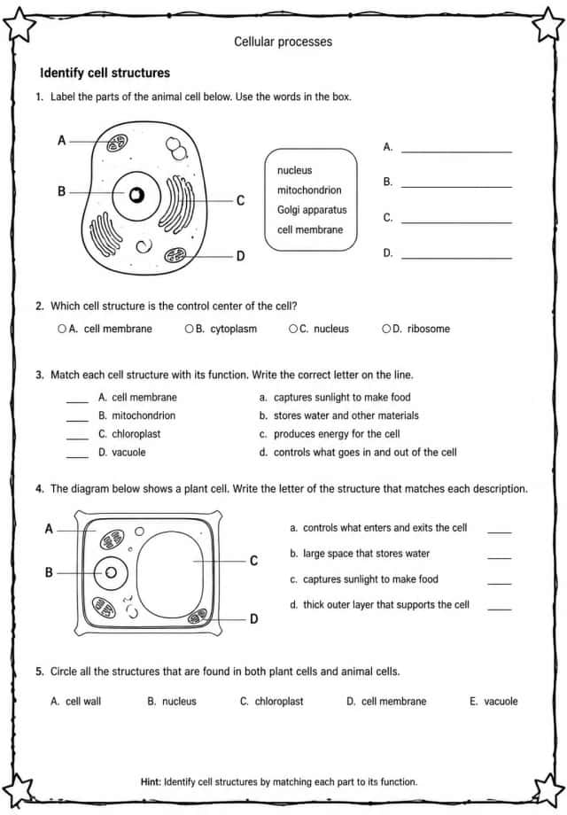 Identify cell structures