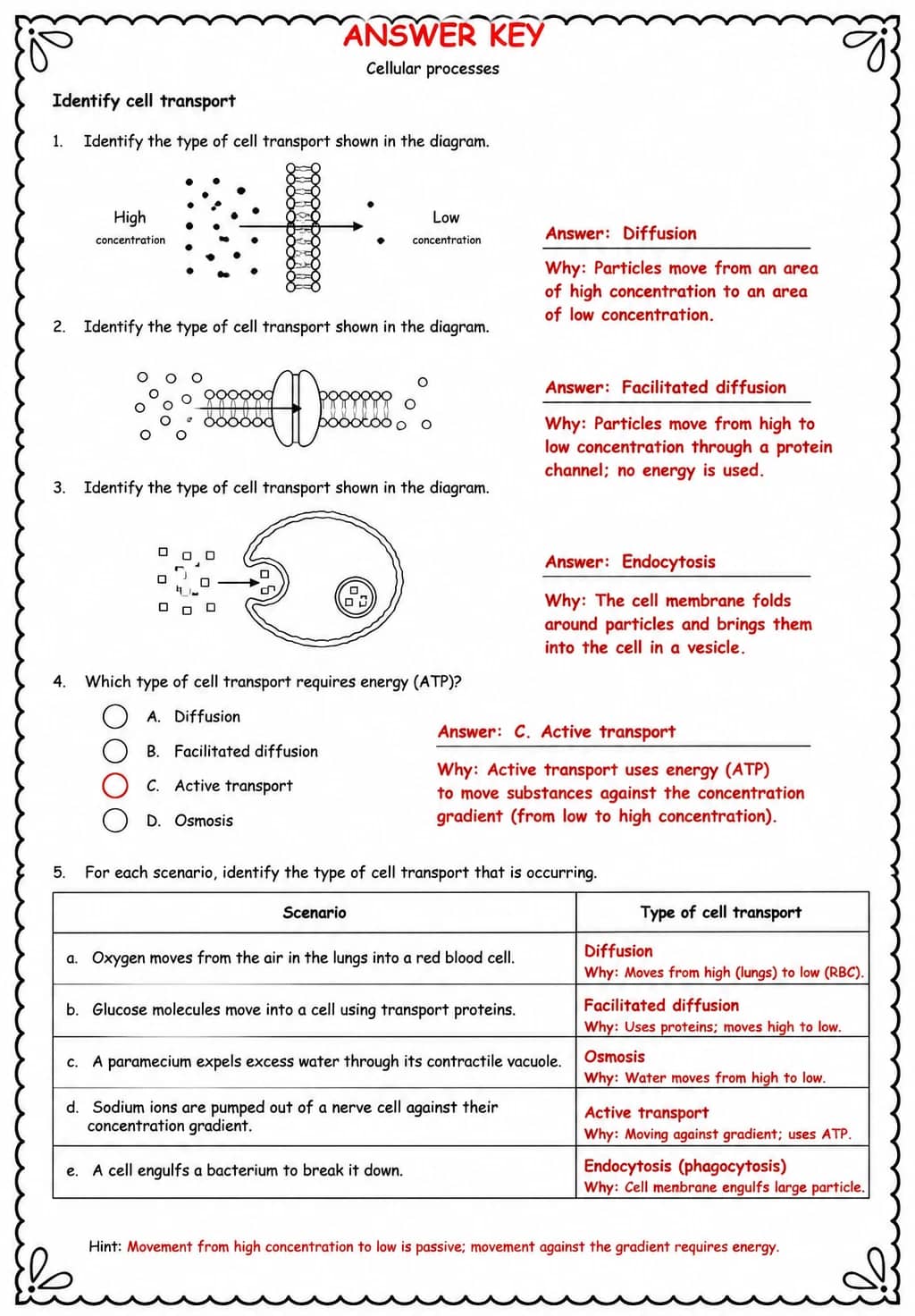 Answer key for Identify cell transport — free printable Science worksheet