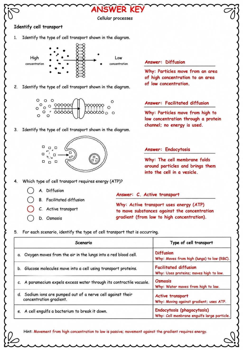 Answer key for Identify cell transport — free printable Science worksheet