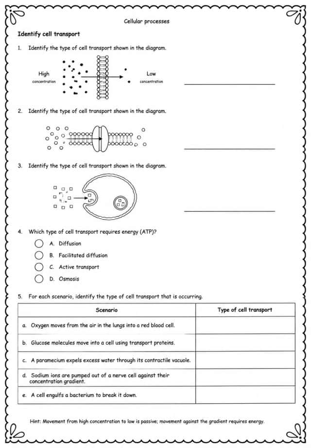 Identify cell transport