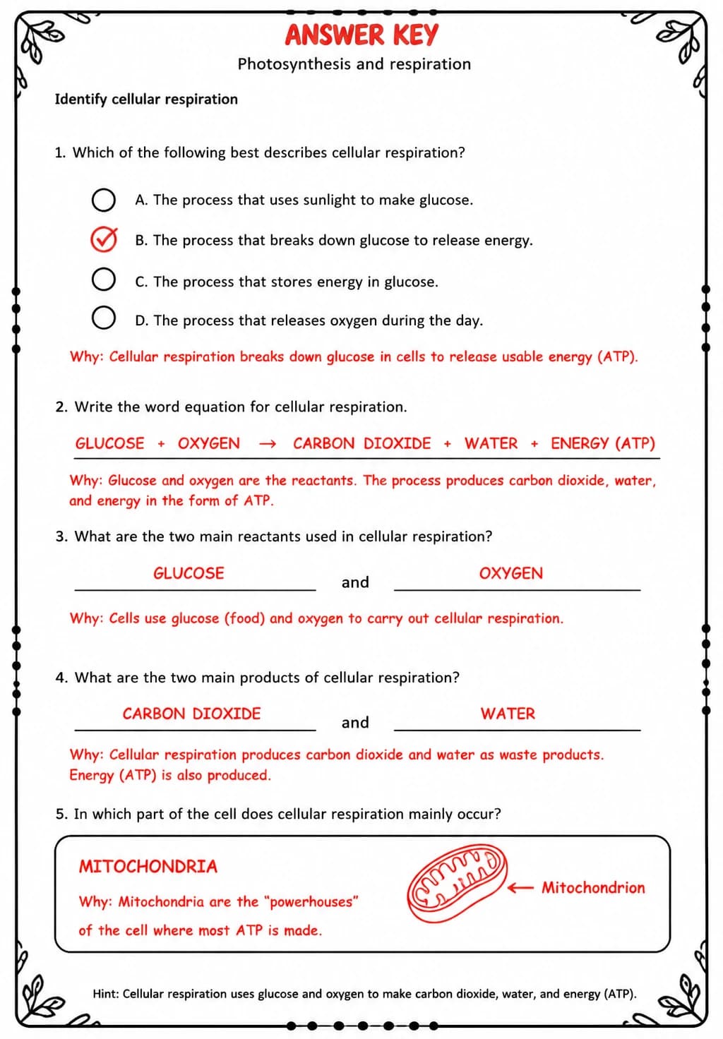 Answer key for Identify cellular respiration — free printable Science worksheet