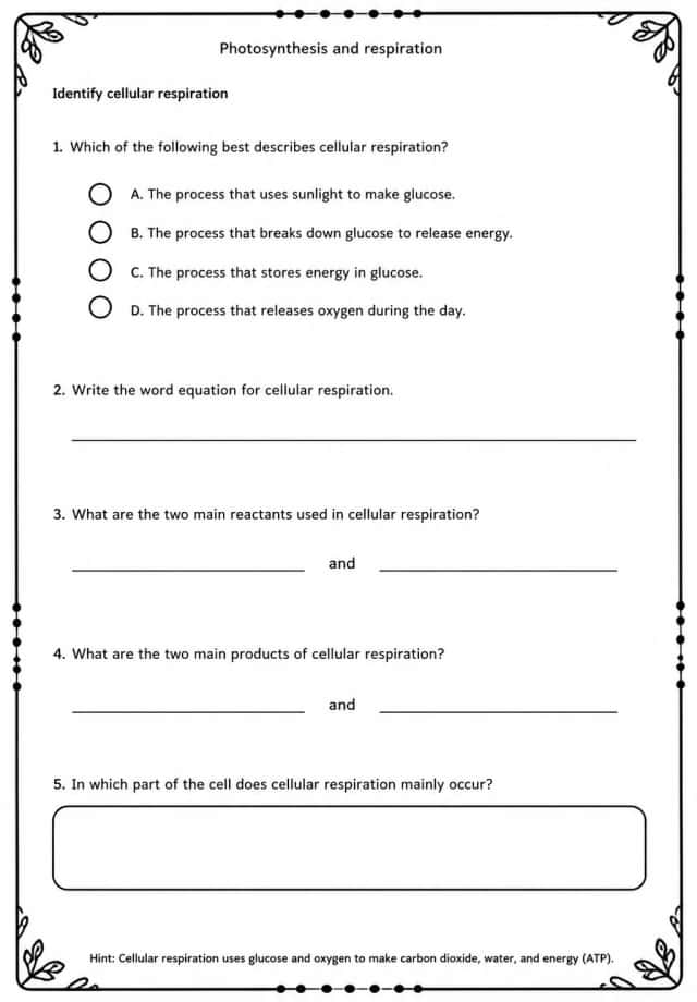 Identify cellular respiration