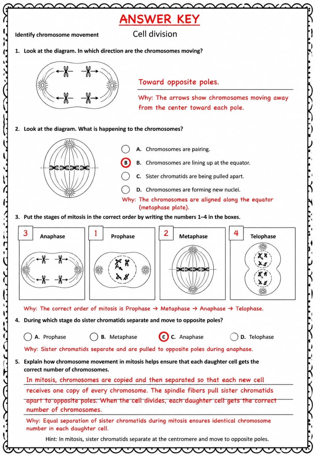 Answer key for Identify chromosome movement — free printable Science worksheet