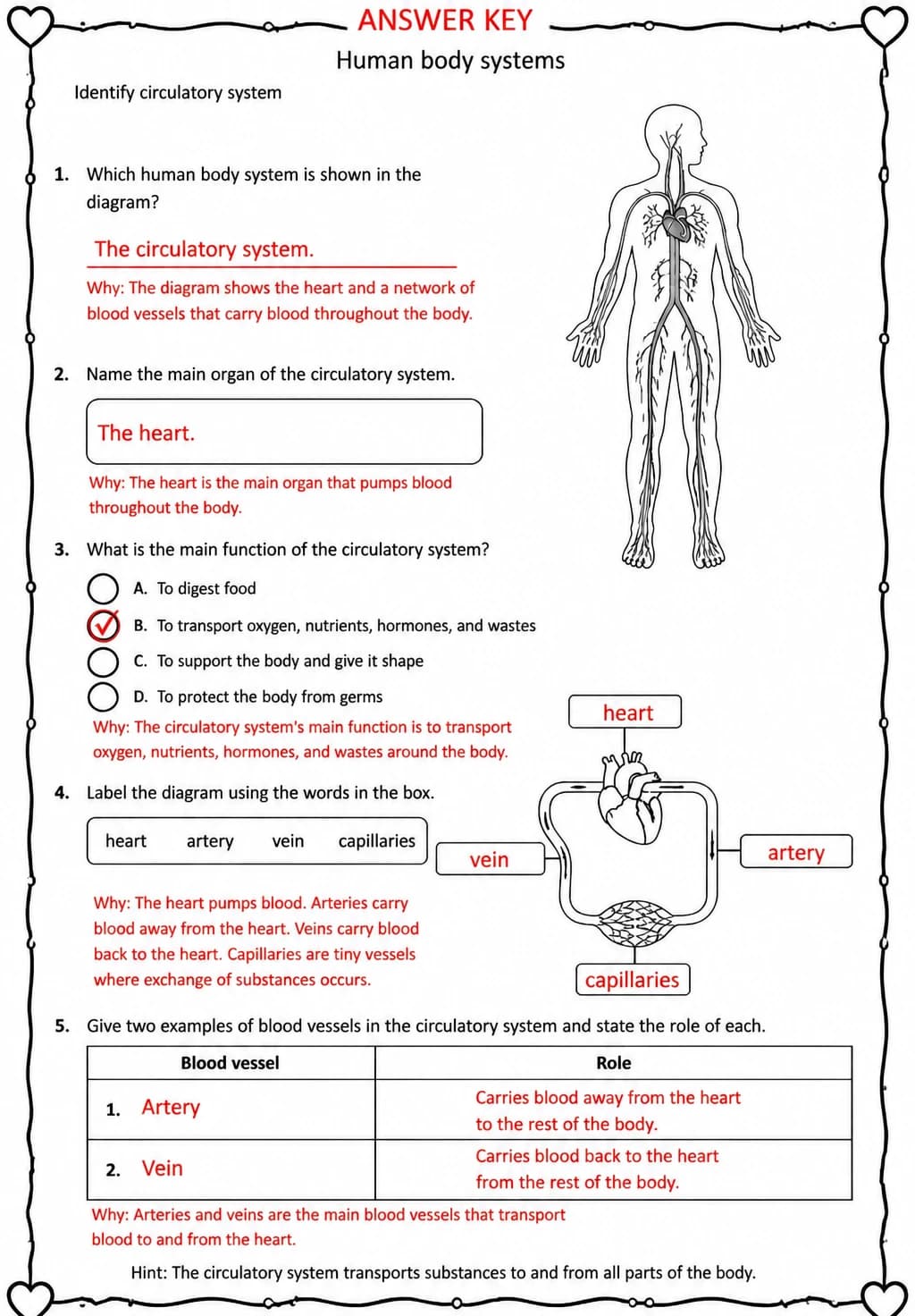 Answer key for Identify circulatory system — free printable Science worksheet