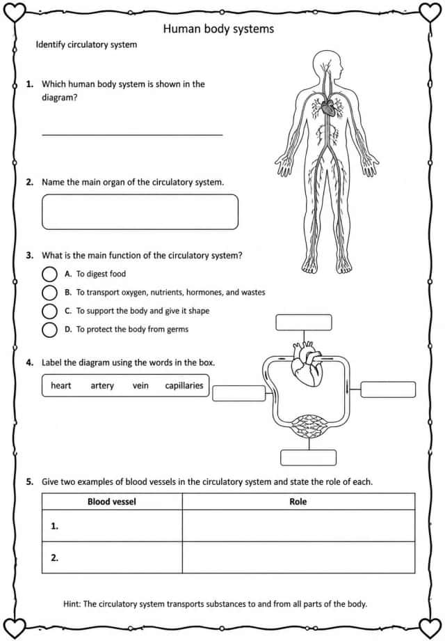 Identify circulatory system